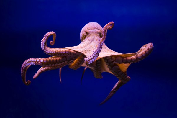 Рабочий сайт kraken